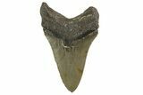 Serrated, Fossil Megalodon Tooth - North Carolina #340848-2